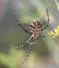 Argiope lobata